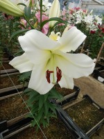 [4447 PO43 Monte Bianco No02.JPG]